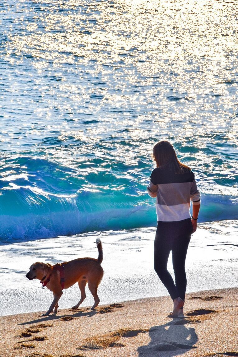 Hundestrand Kalifornien