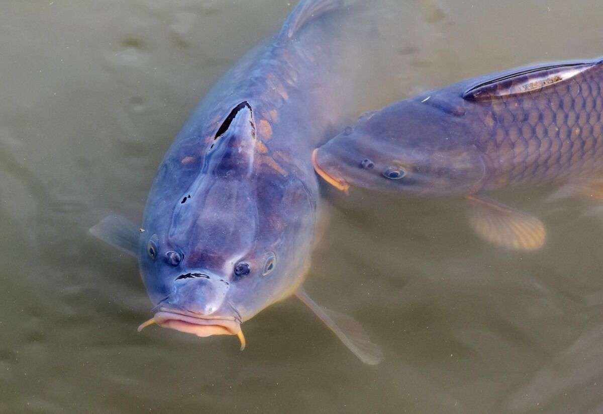frische Fische