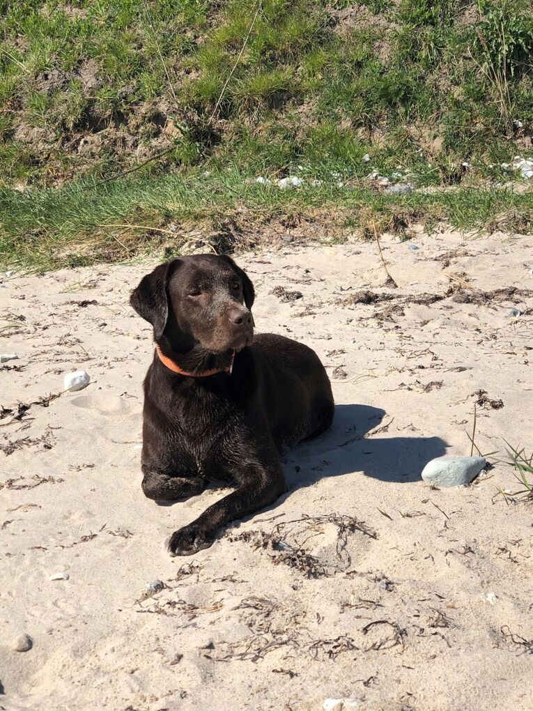 Hundestrand