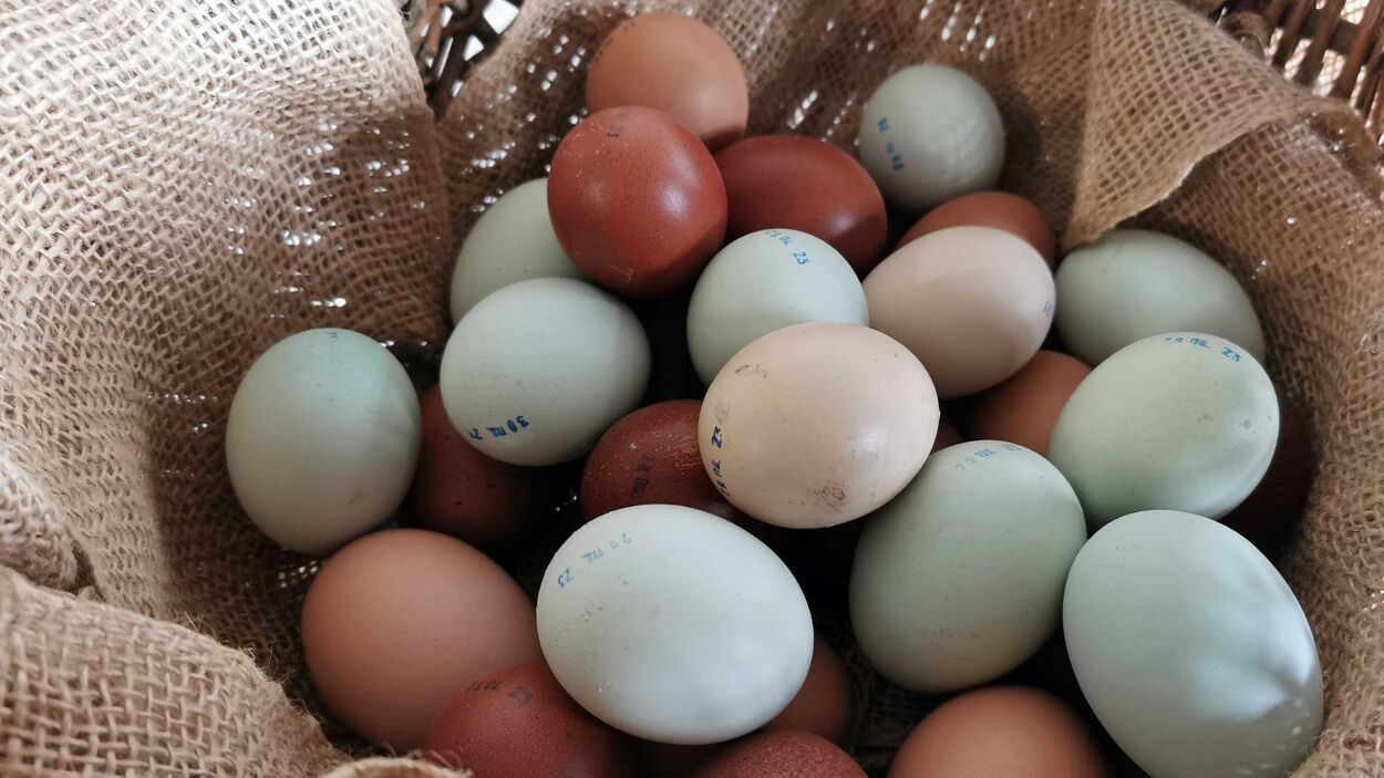 Hofladen Tumat: frische Eier