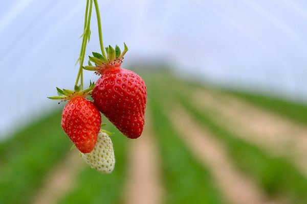 Erdbeeren_Erdbeerhof_Kaack.JPG