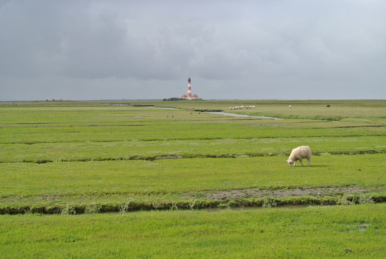 Grasende Schafe vor dem Leuchtturm Westerheversand