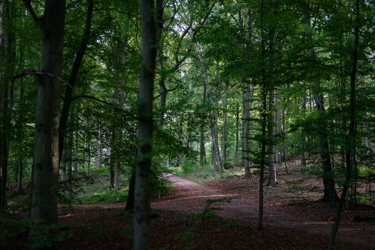 Landschaftsaufnahme eines Waldes nahe Mölln