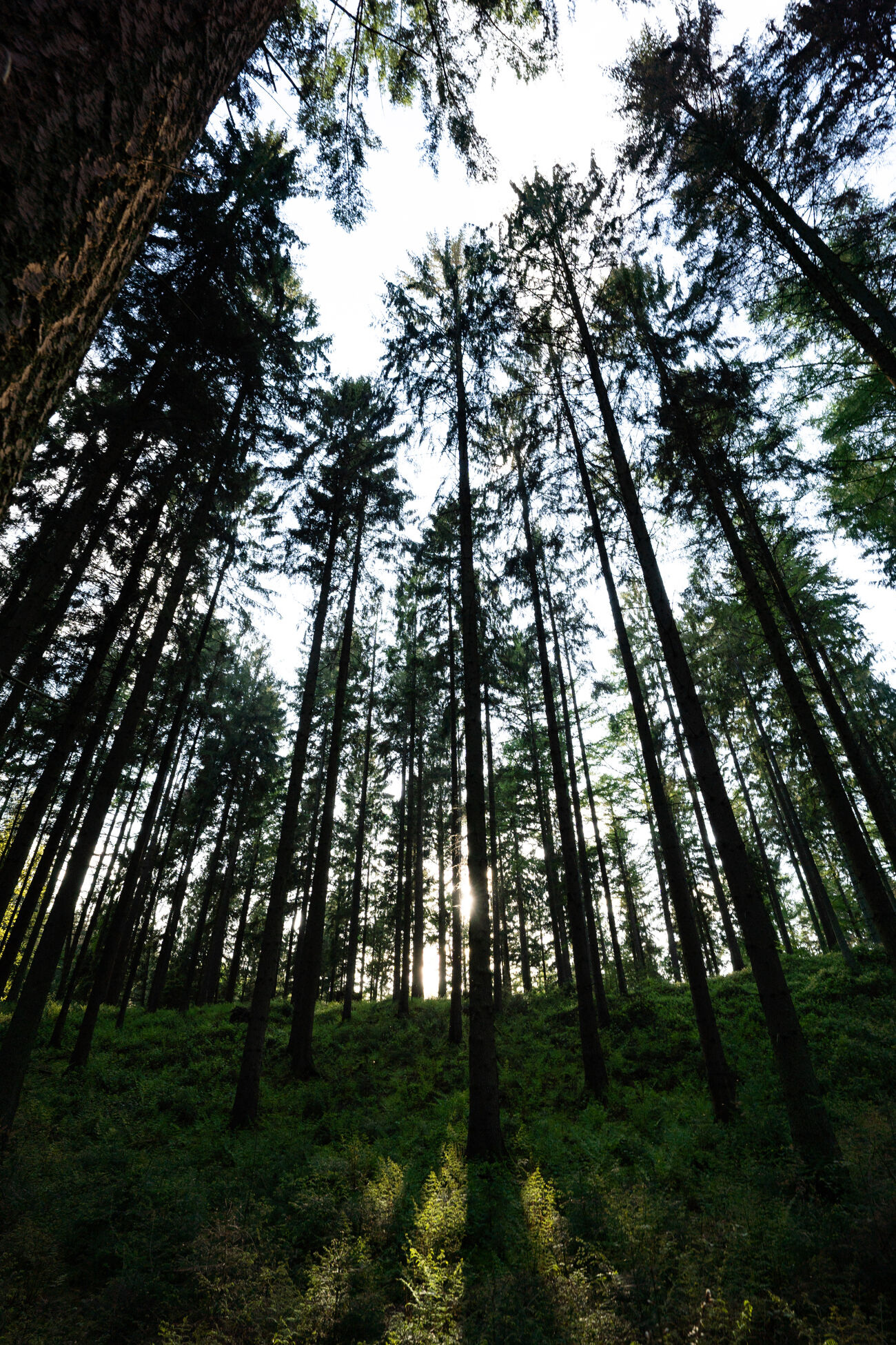 Bäume im Wald in Malente © sh-tourismus.deMOCANOX