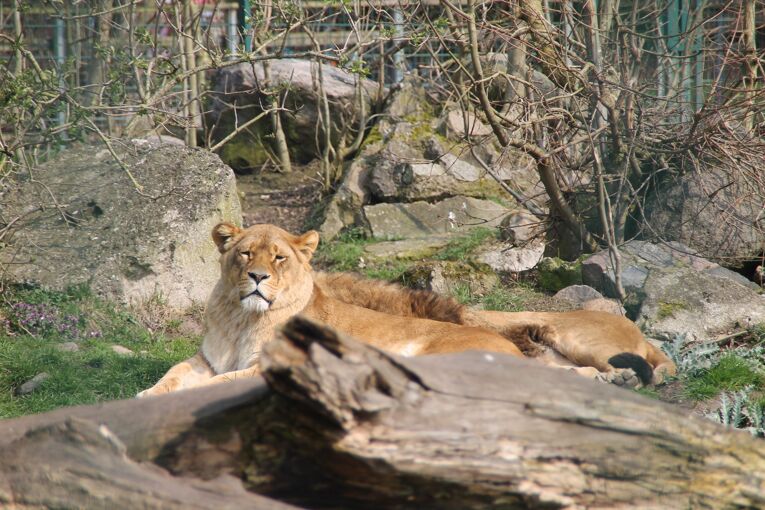 Wildlife Zoo Arche Noah