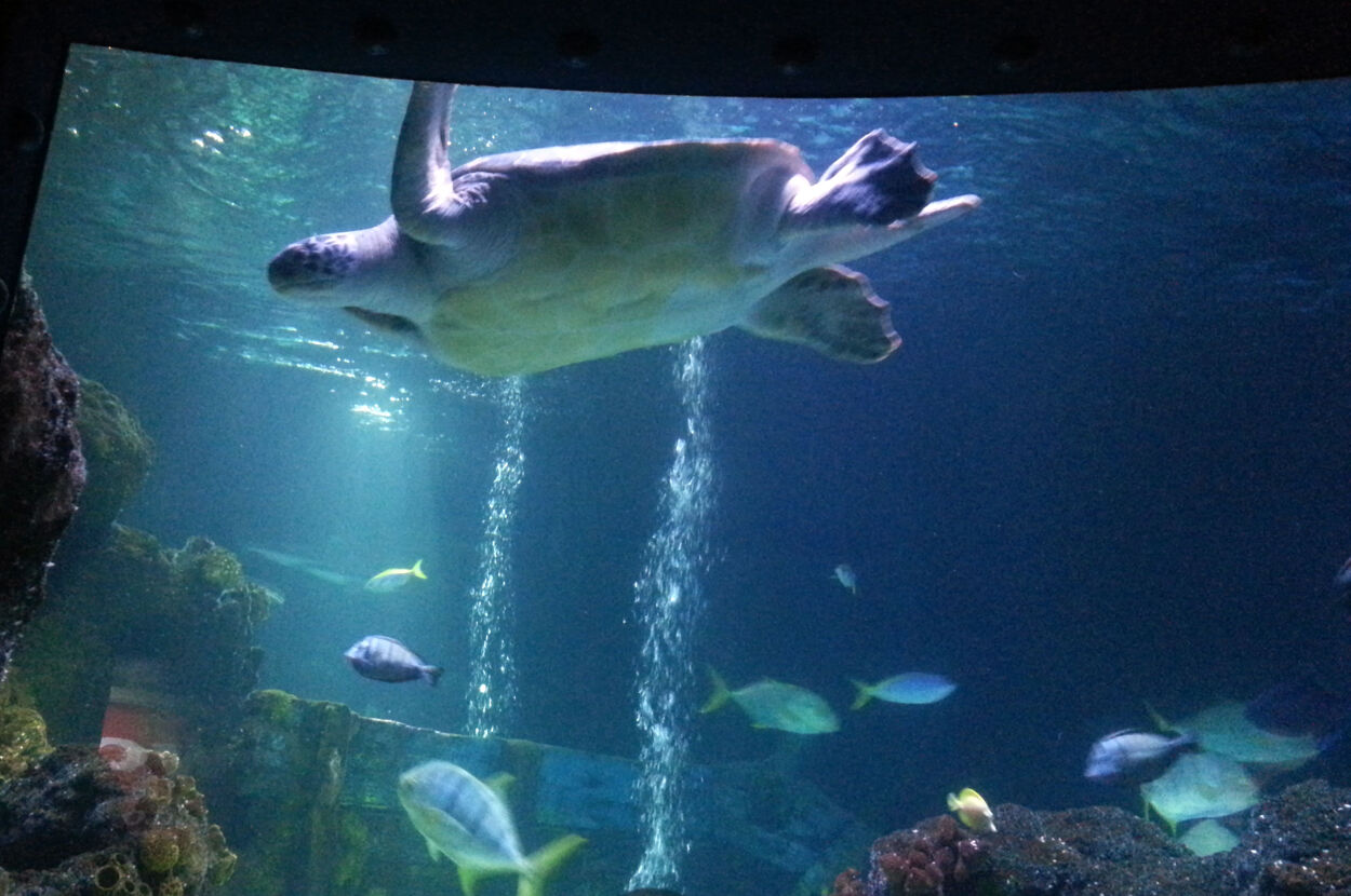Haifisch- und Schildkrötenbecken