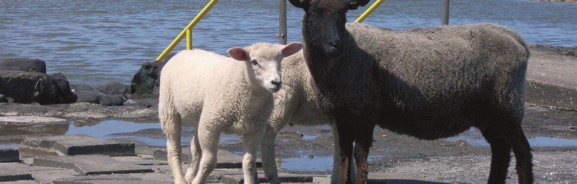 Schafe auf der Hamburger Hallig