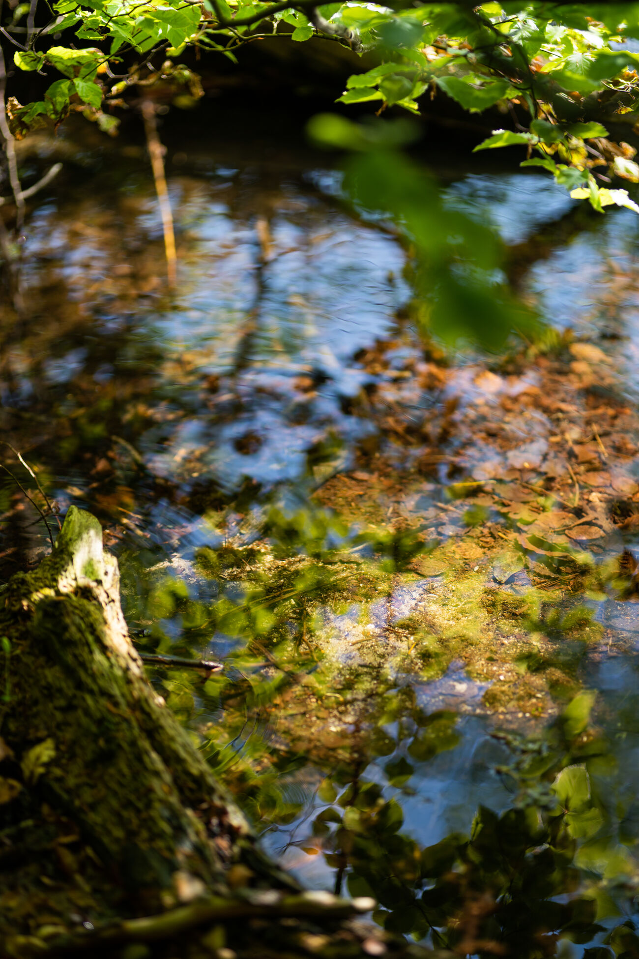 Natur und See © sh-tourismus.deMOCANOX
